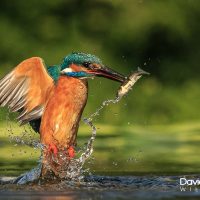 Kingfisher Catching a Fish