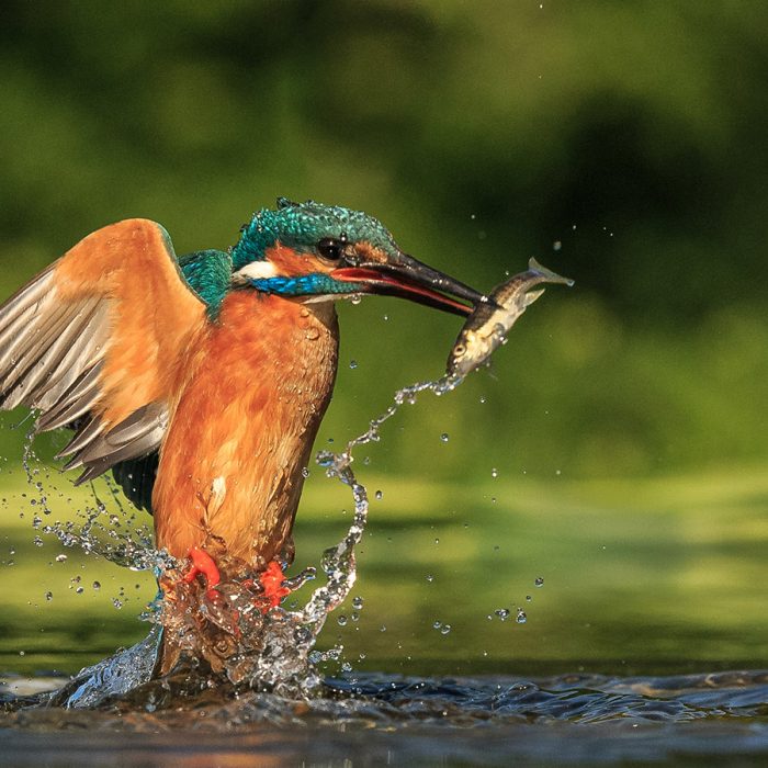 Kingfisher Catching a Fish