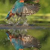 Kingfisher Reflection