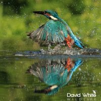 Kingfisher Reflection (prt 2)