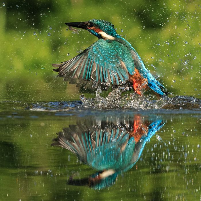 Kingfisher Reflection (prt 2)