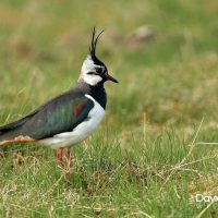 Lapwing on the Downs