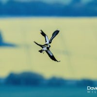 Lapwing Air Display