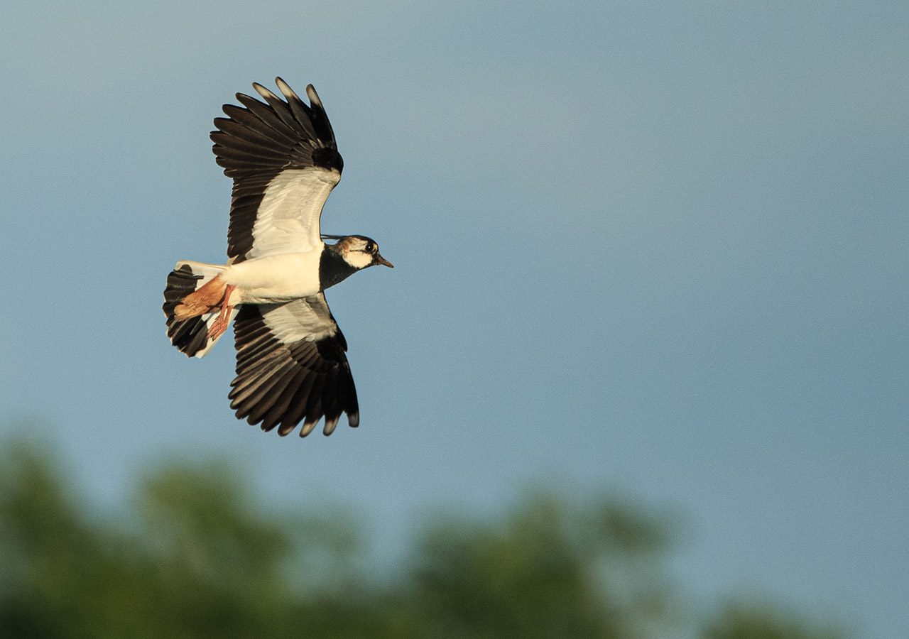 Lapwing in Flight