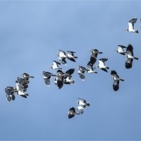 Flock of Lapwing