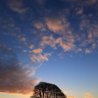 Marlborough Downs Beech Clump