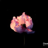 Poppy