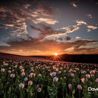 Field of Poppies at Sunrise