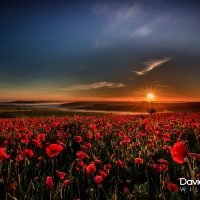 Field of Red Poppies at Sunrise