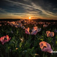 Poppy Field Sunrise