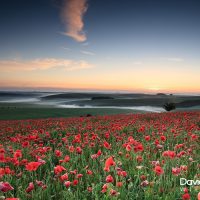 Poppies in the Morning Mist