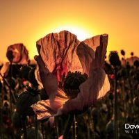 Poppies in the Sunrise