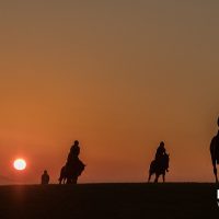 Racehorses out on the Gallops