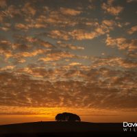 Sunrise Over a Beech Clump