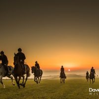 Racehorses in the Sunrise