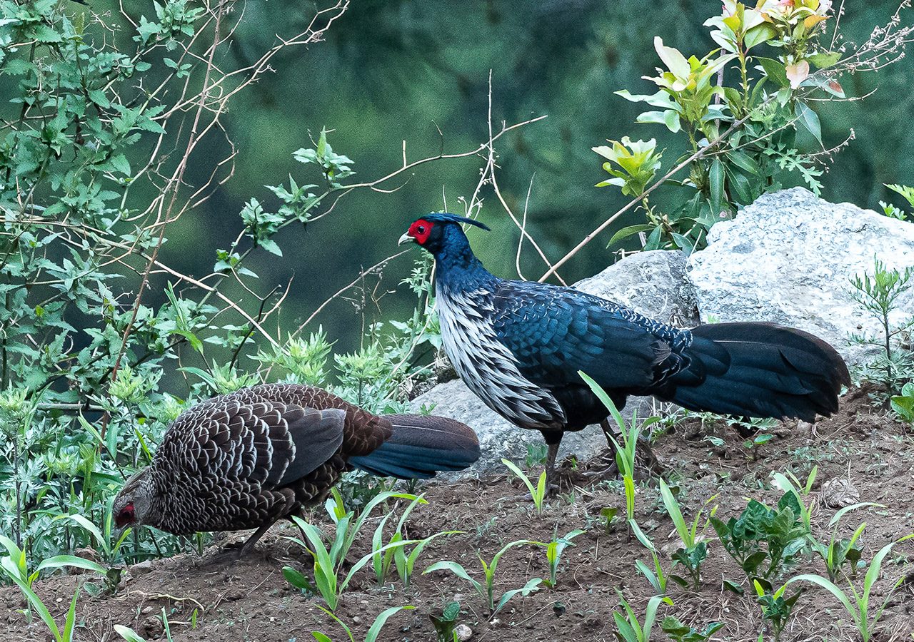 Himalayan Kalij pheasants