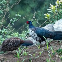 Himalayan Kalij pheasants