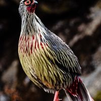 Blood Pheasant