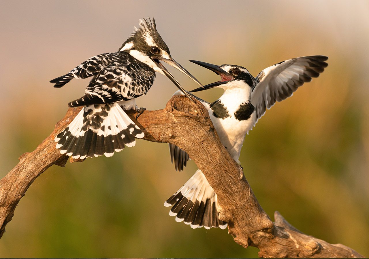 Pied Kingfisher Fighting