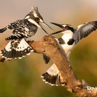 Pied Kingfisher Fighting