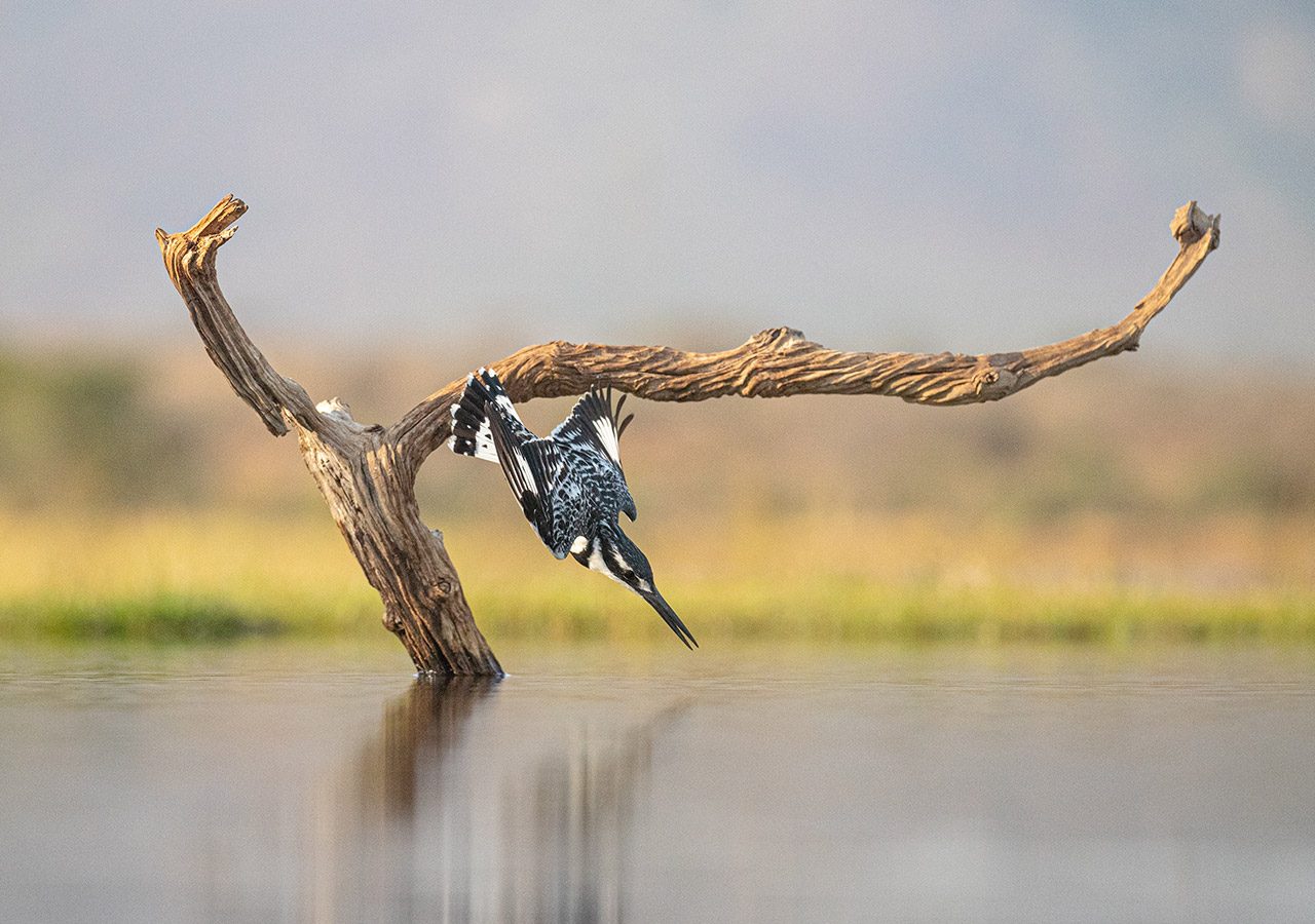 Pied Kingfisher Diving