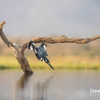 Pied Kingfisher Diving