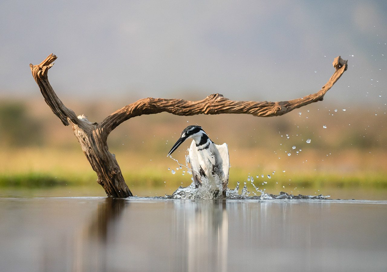 Pied Kingfisher Diving (prt 2)