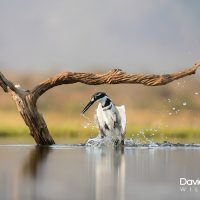 Pied Kingfisher Diving (prt 2)