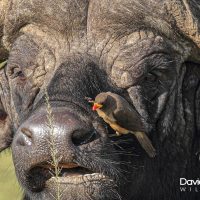 Buffalo and Oxpecker