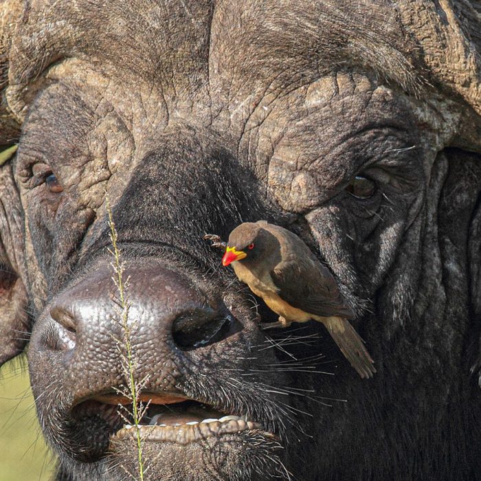 Buffalo and Oxpecker