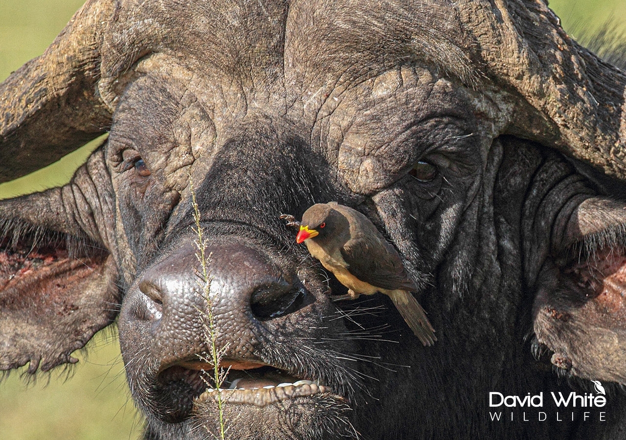 Buffalo and Oxpecker