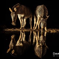 Zebra Reflections