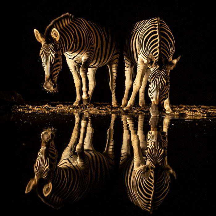 Zebra Reflections