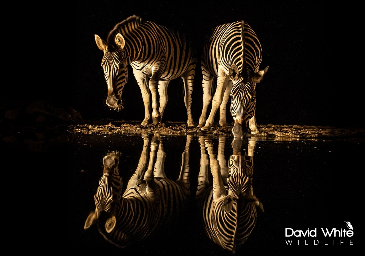 Zebra Reflections