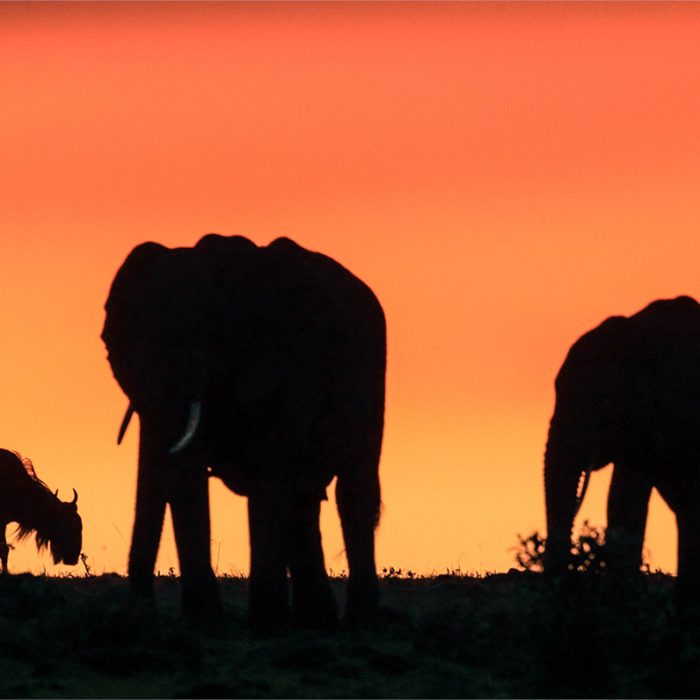 Elephants and Wildbeest at Sunset