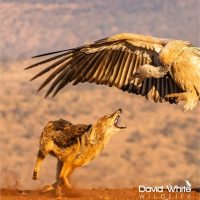 Combat – Jackal and Vulture