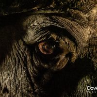 Buffalo Close up