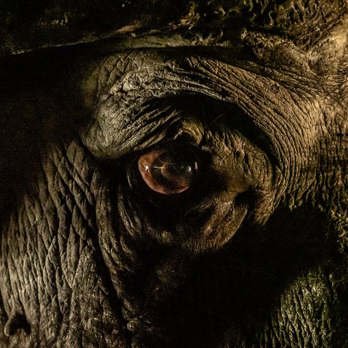 Buffalo Close up