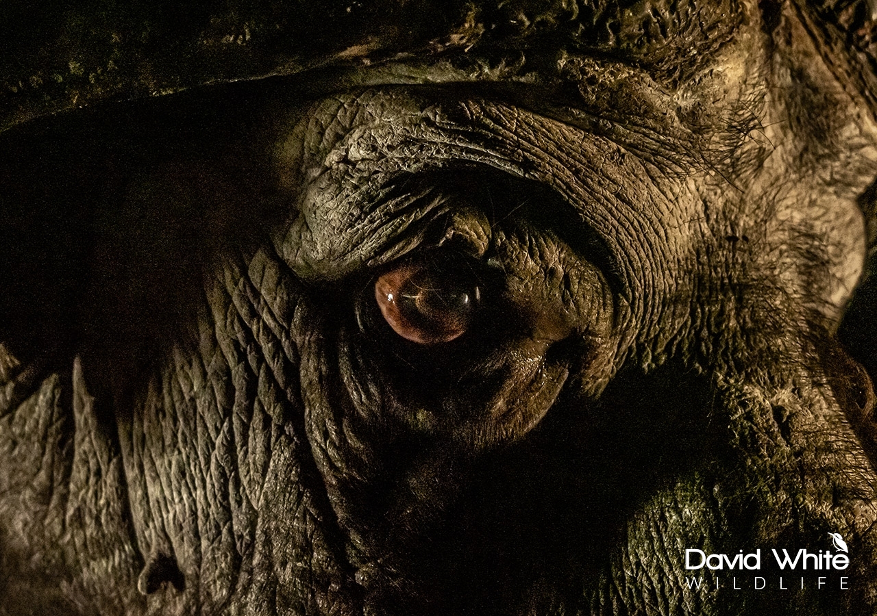 Buffalo Close up