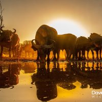 Buffalo Sunrise