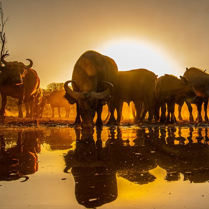 Buffalo Sunrise