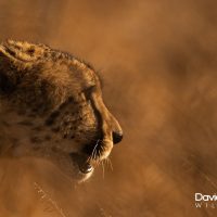 Cheetah Stalking