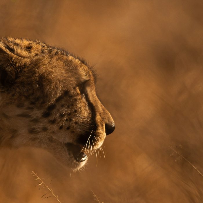 Cheetah Stalking