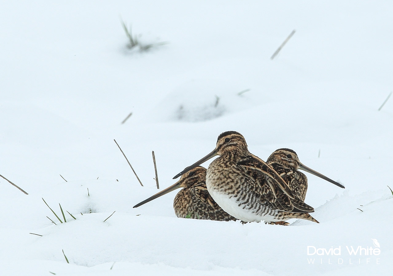 Snipe in the Snow