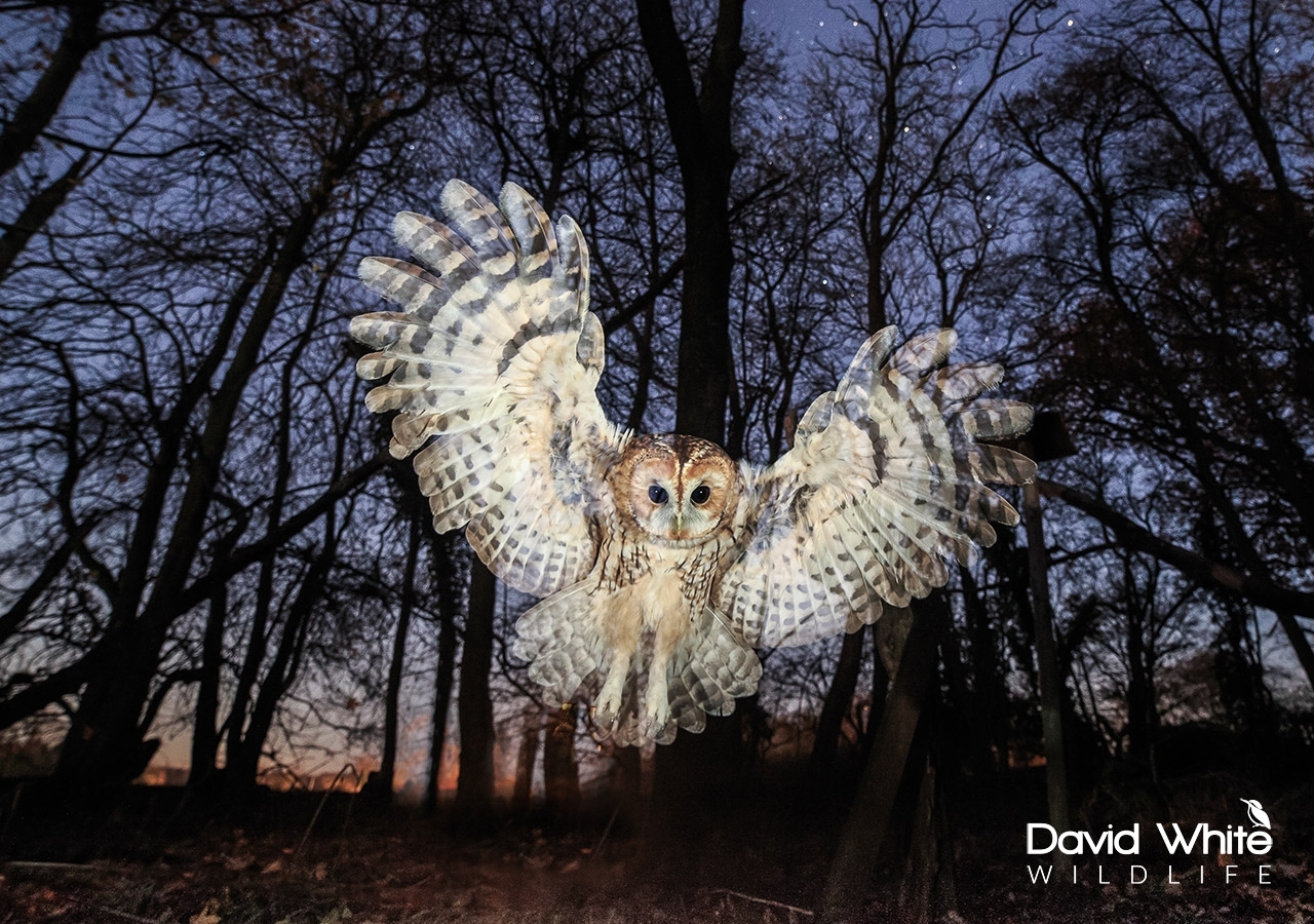 Tawny Owl and the Stars