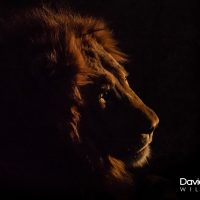 Lion in the Last Rays of Daylight