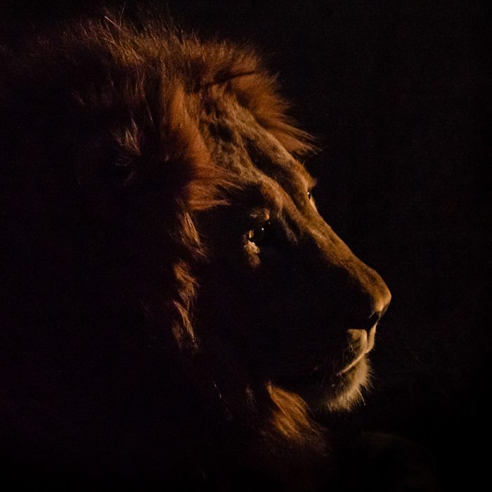 Lion in the Last Rays of Daylight