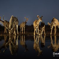 Kudu at the Drinking Pool