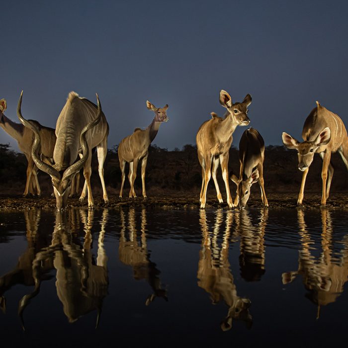 Kudu at the Drinking Pool