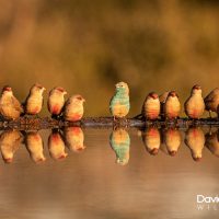 Waxbills